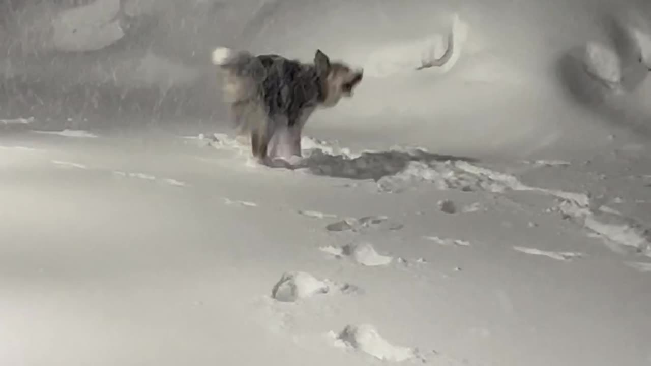 Callie Catches the Snow