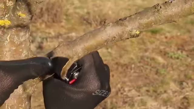 Best technique of planting a tree grafting