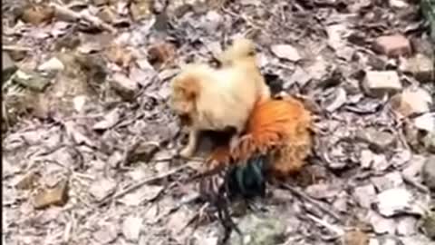 Chicken vs Dog Fight - Funny Dog Fight Video