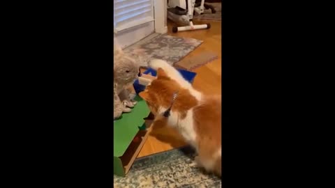 Funny animals videos 🤣