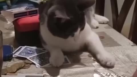 Funny Cats and Dogs 🐱🐶 | Funny Animal Videos #11