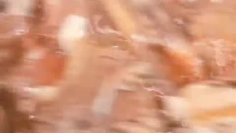 20191124文贵先生视频⁴：炖鱼头庆贺香港区议员选举大赢