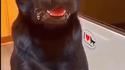 Funny videos