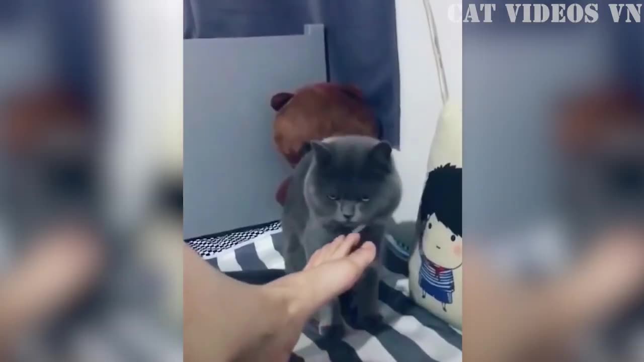 Best Funny Animal Videos of 2022😂