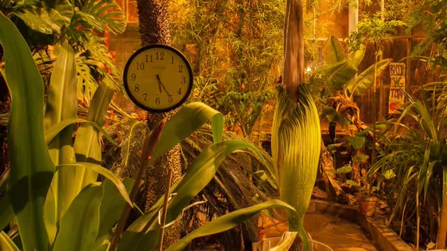 Time lapse | Blossoming corpse gorgeous flower