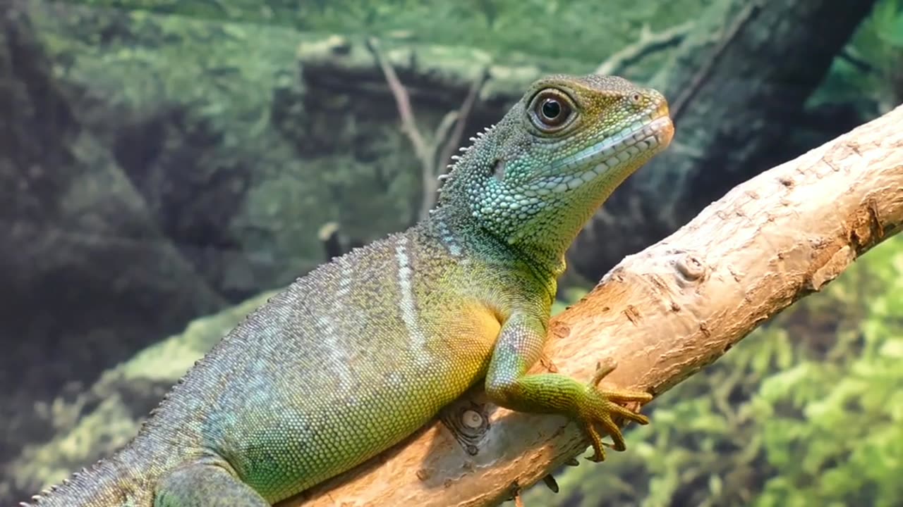 Water Dragon Lizard