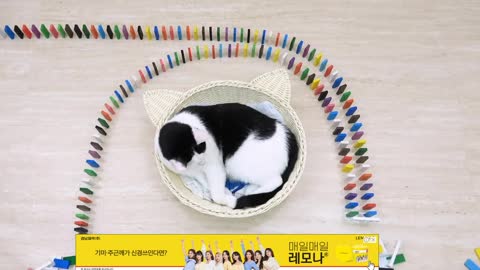 cat dominoes