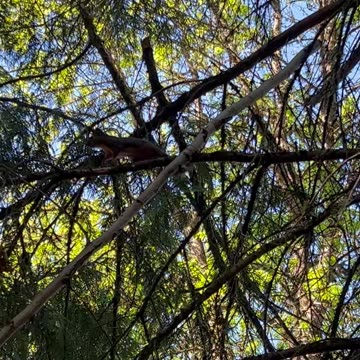 Dougie, the Douglas Squirrel