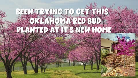 Oklahoma Redbud