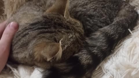 My cat Alisa