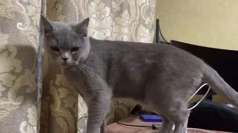 What a Cat looks like when it Runs out of Playfulness