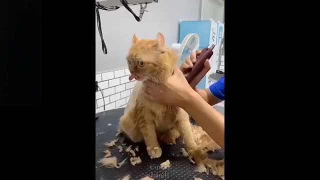 Omg! So Cute Pets ♥ Cute Baby Animals & Funny Pets Video Compilation