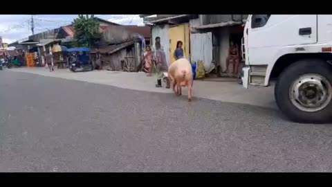 Dead Pig Walking