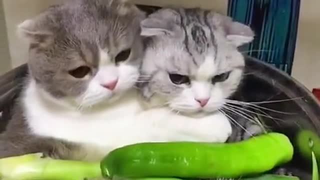 Two little kittens clinging to each other