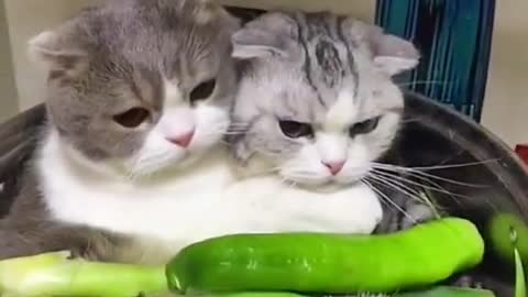 Two little kittens clinging to each other