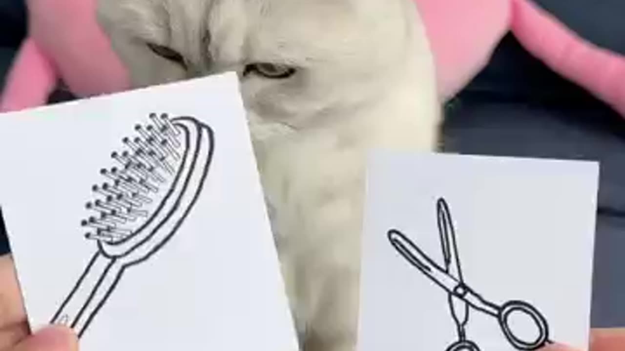 Funny animals are fun to watch