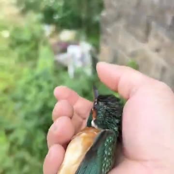 I Gave a Walrus a Dental Exam! #shorts