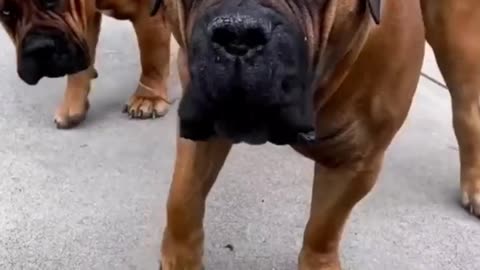 7 incredible dogs in the world