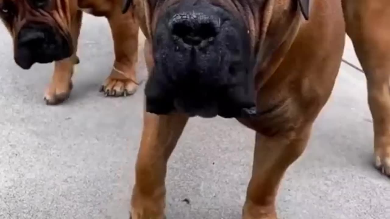 7 incredible dogs in the world