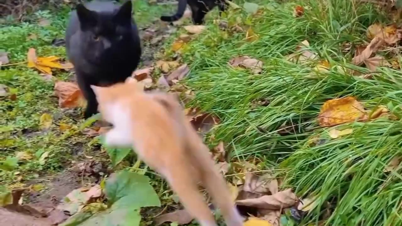 Cats 😹 and dogs 🐕very funny video today new funny video 😂🤣