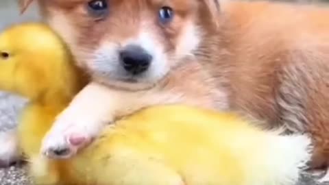 #FriendshipGoals_ Send this to your Bestie! #BFF #BestFriends #BabyDuck #Puppy #Animall