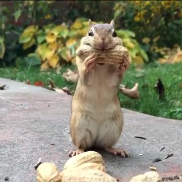The cute squirrel eats peanuts