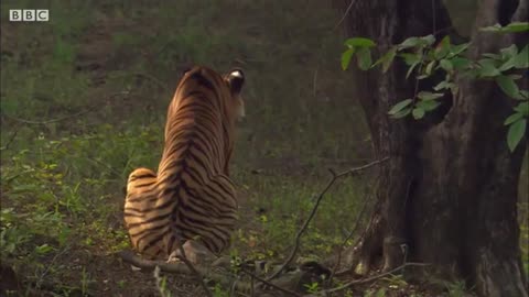 Tiger Hunts Lone Baby Deer - BBC Earth_Cut