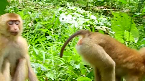 monkey Videos,