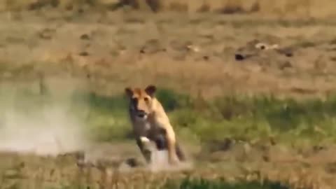 9 Times Wild Animals Surrounds Its Prey So It Can't Escape