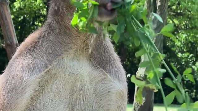 Funny kangaroo