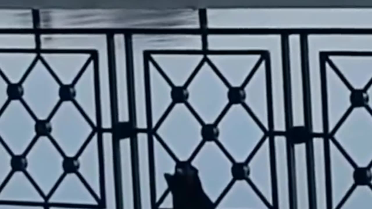 Funny videos