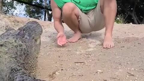 Bandit the Alligator! #shorts