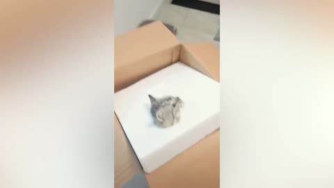 Best Funny Animal Videos Of The 2023 🤣 - Funniest Cats And Dogs Videos 😺😍 (51)