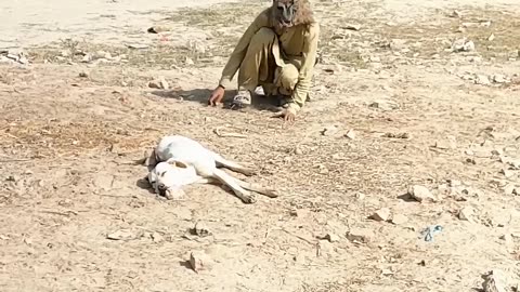 Dog funny video 😂 #funny_cute #funny