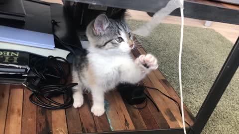 Playful cute kitten under the table