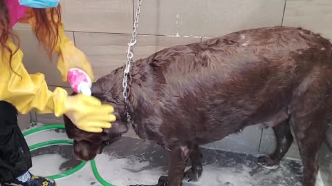 Chubby Labrador Retriever loves the groomers