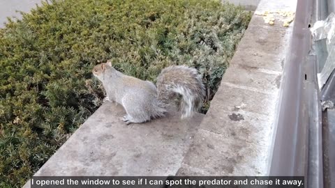 distressed squirrel heart touching