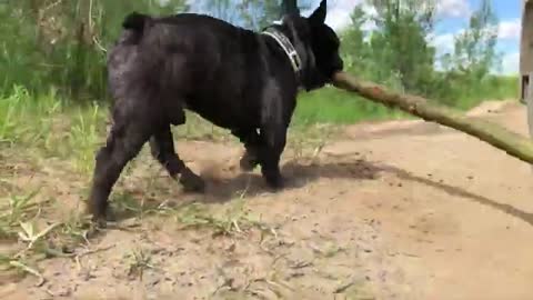 French bulldog plays near the river