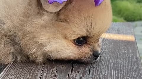 a Princess Dog with a Flower