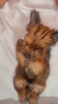 This would probably be the world cutest dog