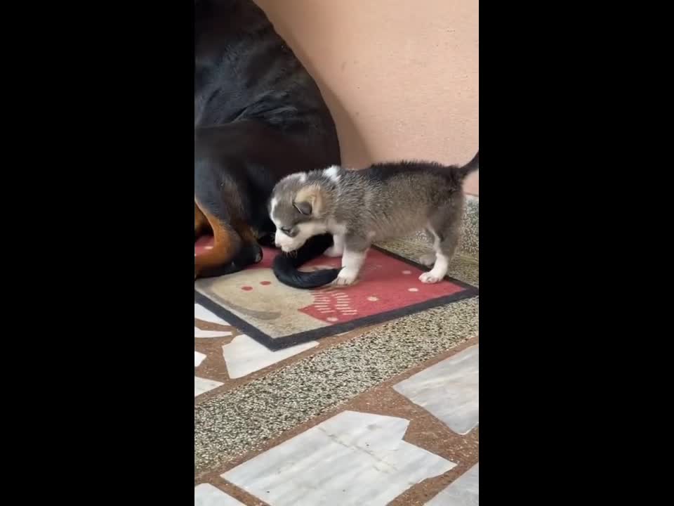 😱😠im not y'r mom.! Funny dog & puppies 2021