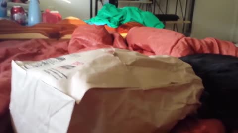 Cute cat