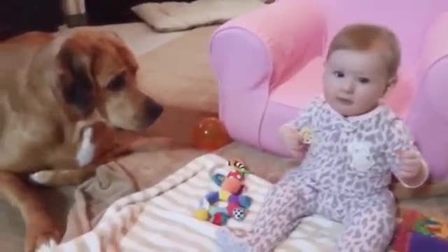 Cute Dogs and Babies are Best Friends - Dogs Babysitting Babies Video