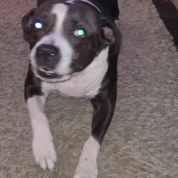 When your dog is too tired to get up