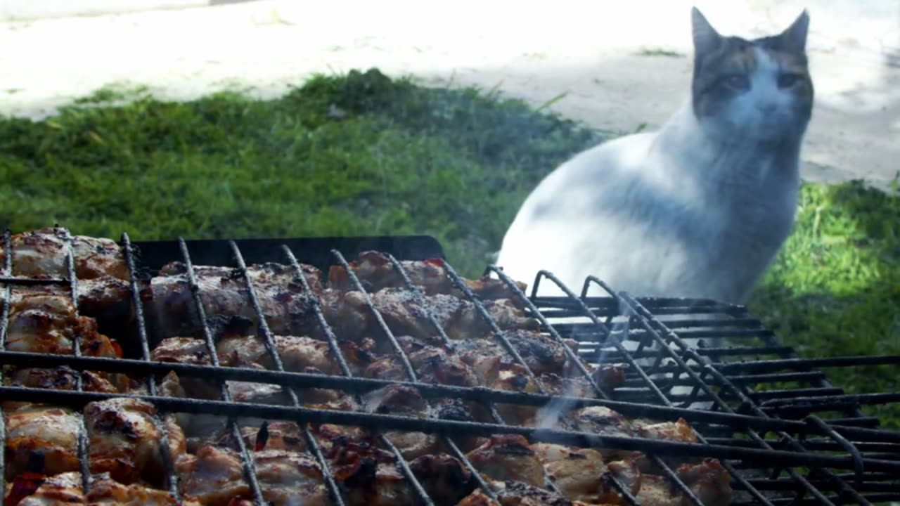 Cat Chicken barbecue and cat is wait chicken recipe,cancer and chicken meat