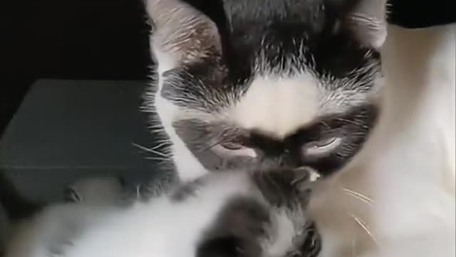 Father and Daughter Cats Share the Same 'Mask'