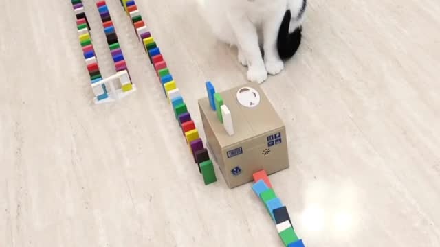 Funny Cat with Dominoes