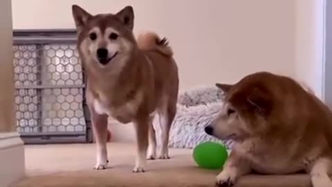 Wow! Cute DOGS, what is HE doing? |FUNNY DOG|