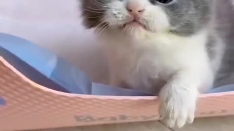 Cute cute,voice of pet cat