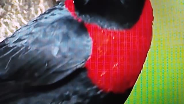 Beautiful music with a beautiful parrot